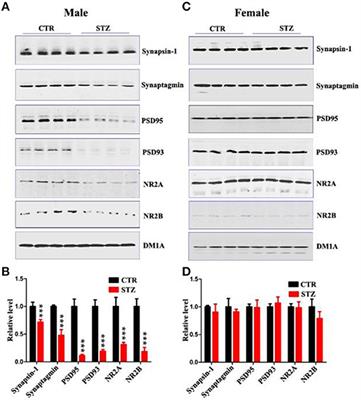 Corrigendum: Sex Differences in the Cognitive and Hippocampal Effects of Streptozotocin in an Animal Model of Sporadic AD